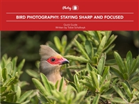 BirdPhotographyFocusing